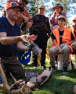 Un chasseur montre un comment éviscérer une perdrix