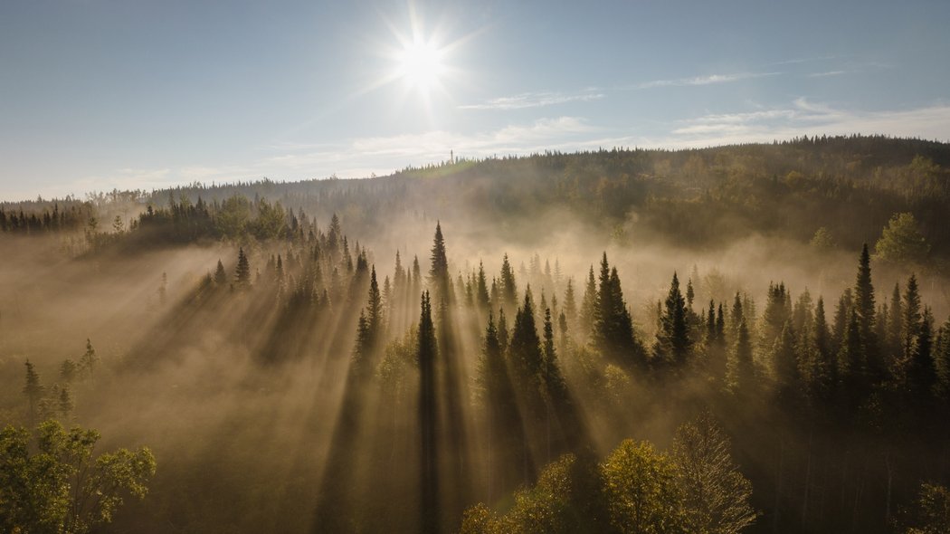 Brouillard sur la forêt